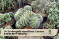 Echinopsis mamillosa Cactus Seeds – Ornamental Columnar Succulent for Planting, 30 Seeds