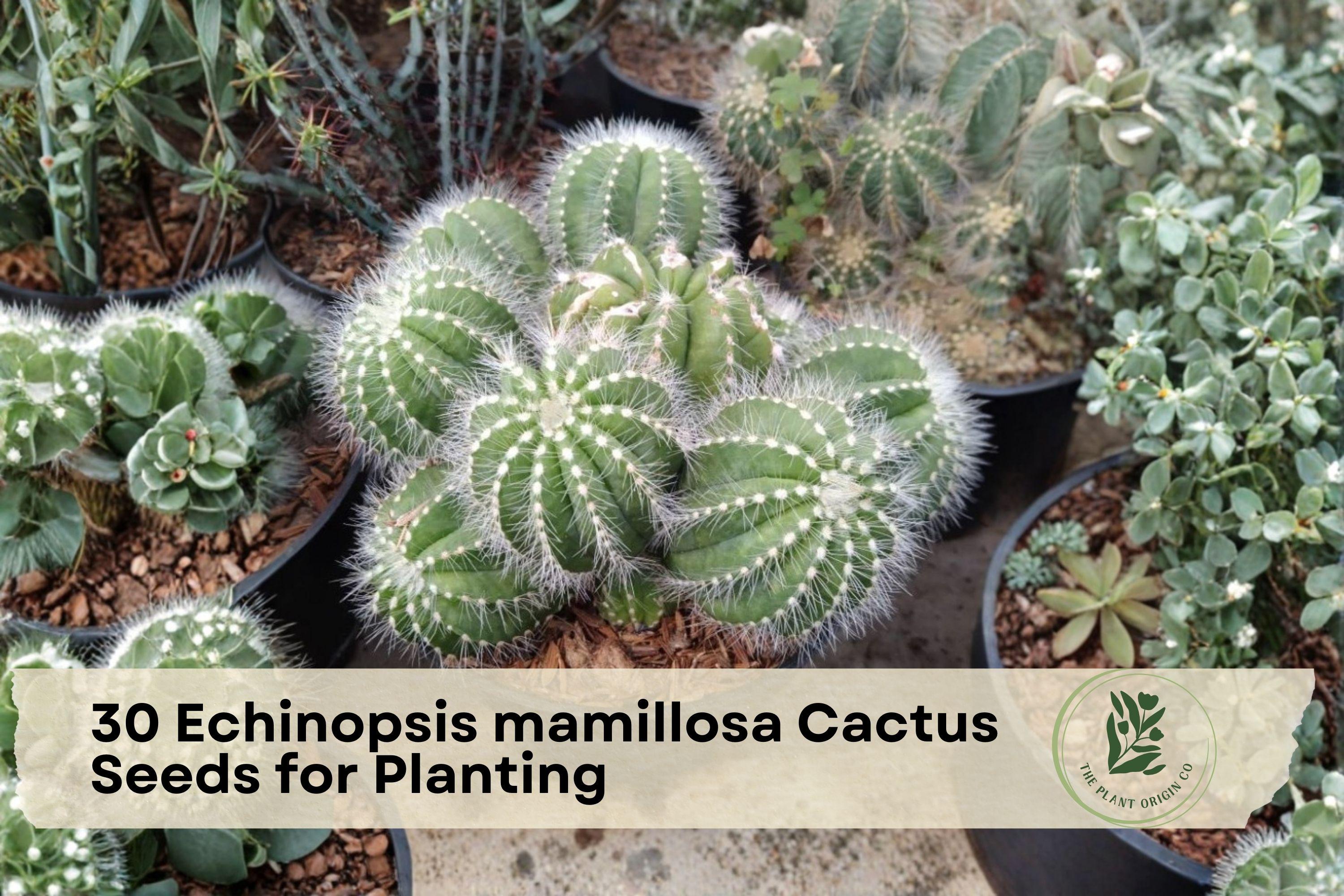 Echinopsis mamillosa Cactus Seeds – Ornamental Columnar Succulent for Planting, 30 Seeds