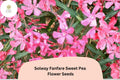 50+ Solway Fanfare Semi-Dwarf Sweet Pea Seeds | Pink-Purple Climbing Vine for Gardens, Containers & Borders | Lathyrus odoratus