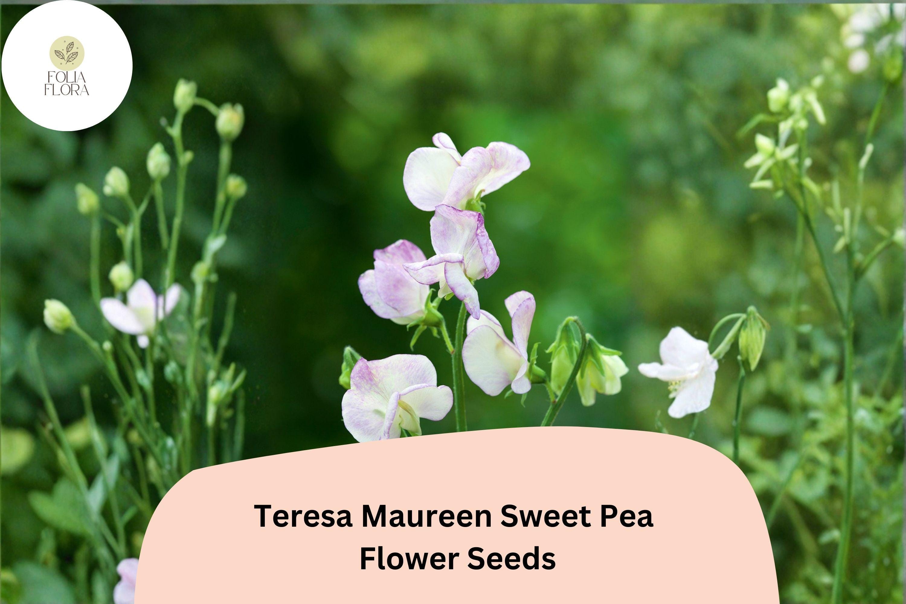 50+ Teresa Maureen Semi-Dwarf Sweet Pea Seeds | Purple Climbing Flowers | Lathyrus odoratus