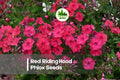 Red Riding Hood Phlox Seeds, Flowering Annual, Bright Red Blooms, Phlox drummondii, Garden Seeds for Borders & Containers