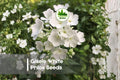 Gisele White Phlox Seeds – 100+ White Flowering Annual for Borders, Containers, Cottage Gardens – Phlox drummondii