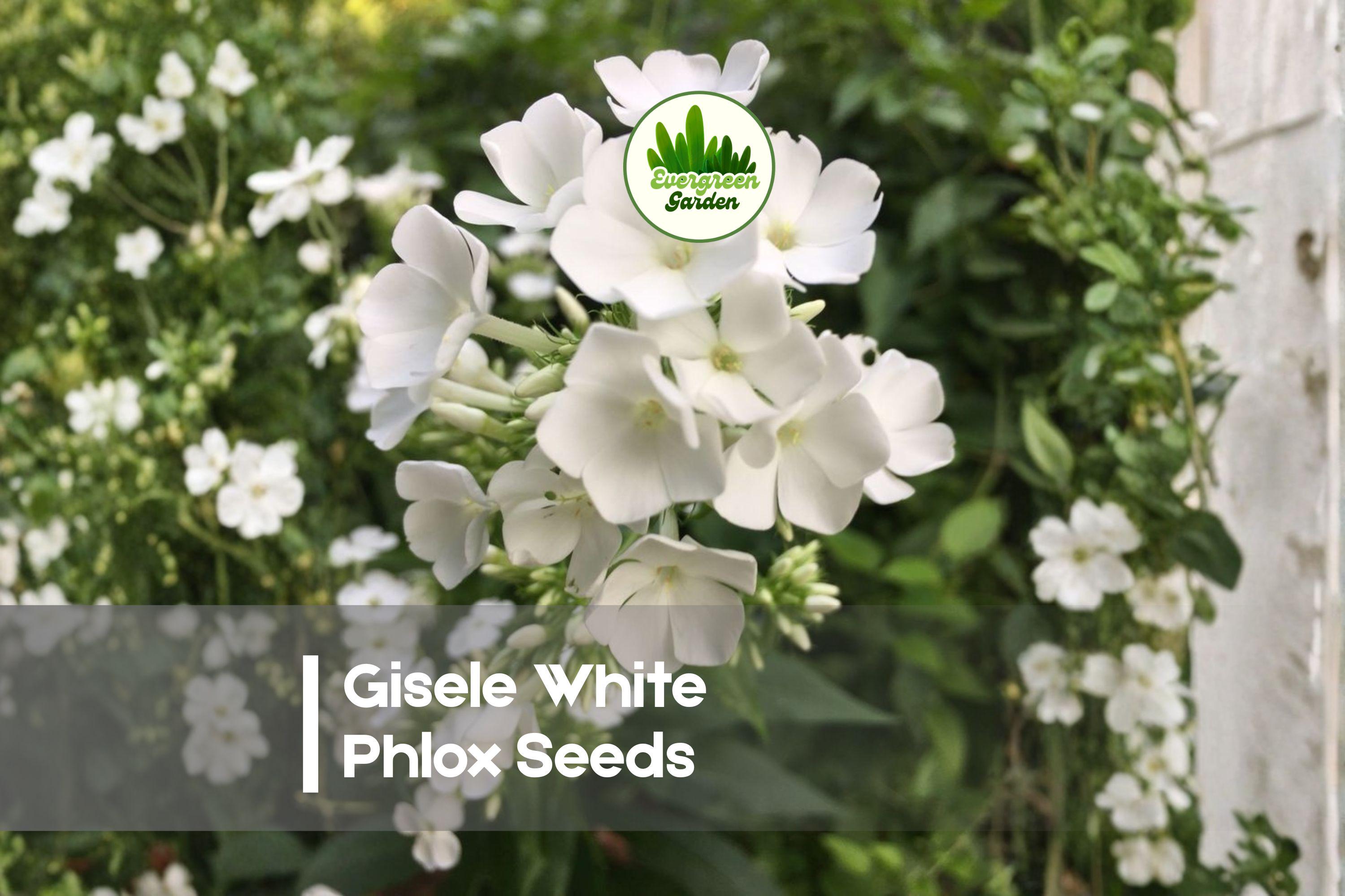 Gisele White Phlox Seeds – 100+ White Flowering Annual for Borders, Containers, Cottage Gardens – Phlox drummondii
