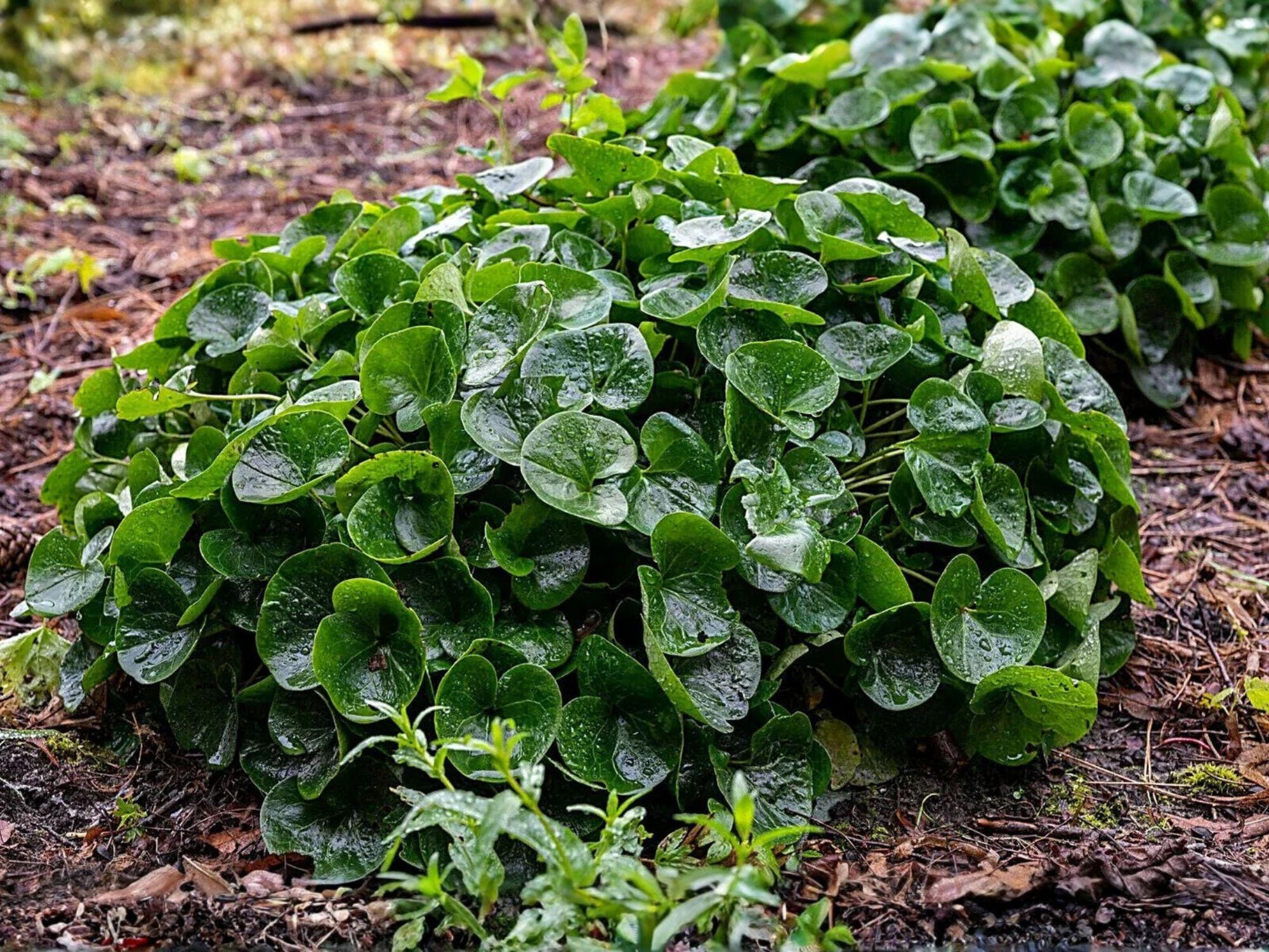 Wild Ginger Seeds – Asarum canadense Native Perennial Groundcover for Shade Gardens – Medicinal Herb Seeds