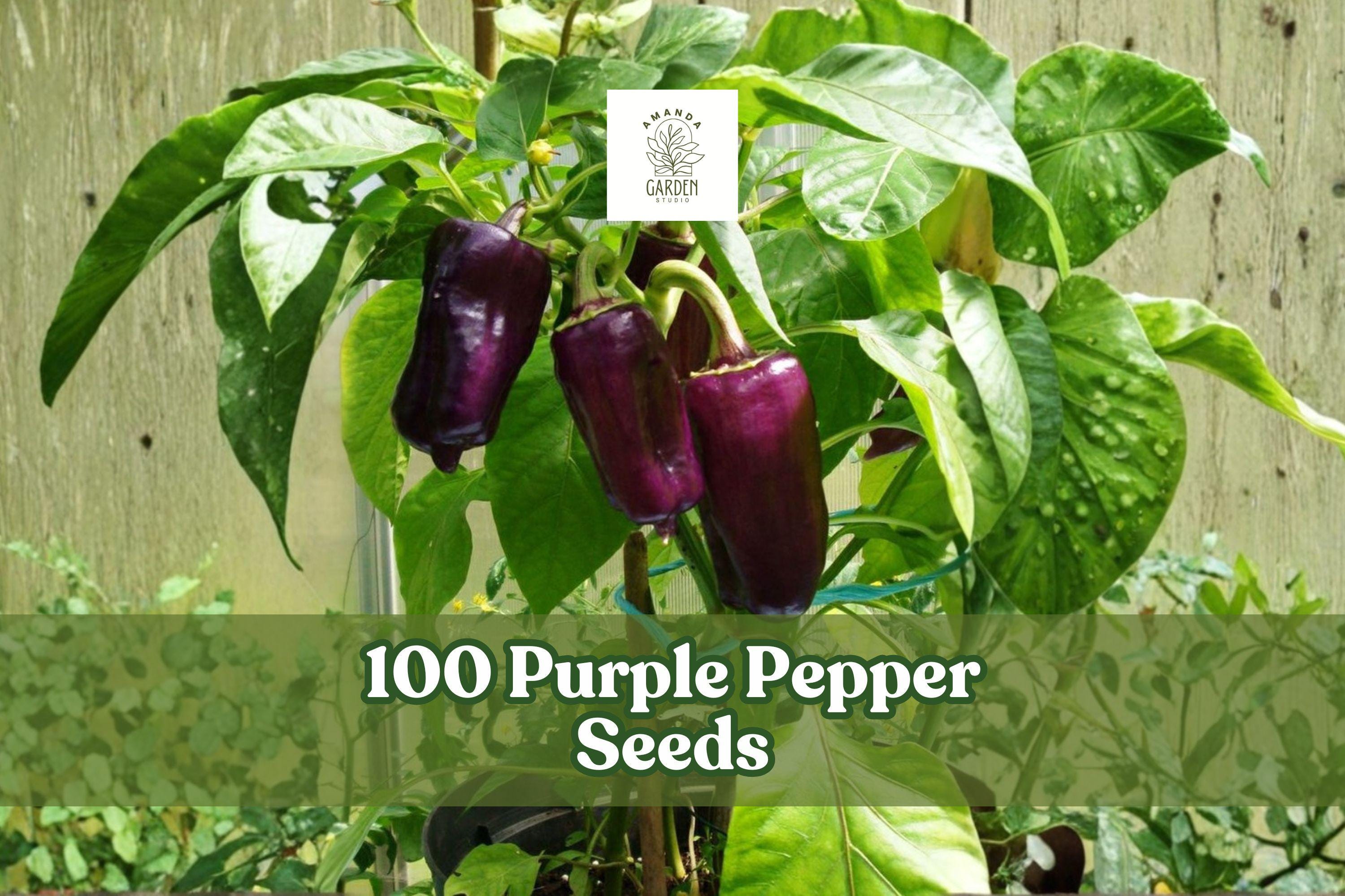 100 Purple Pepper Seeds for Planting, Capsicum annuum, Vegetable Garden Crop, Purple Peppers for Home Gardening