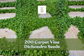 200 Carpet Vine Dichondra Seeds for Ground Cover, Spreading Plant, Dichondra spp. Outdoor Garden, Landscape, Borders