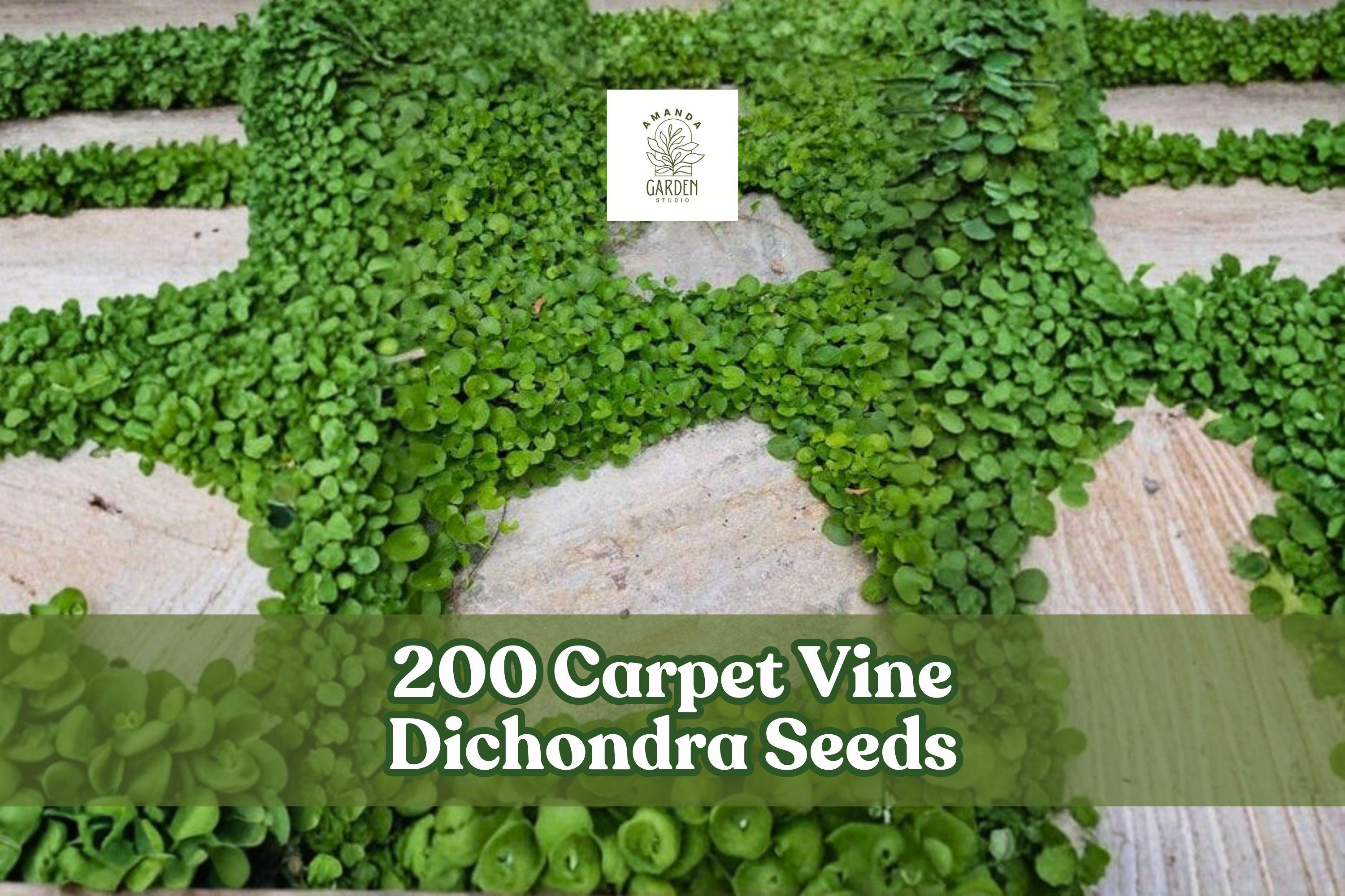 200 Carpet Vine Dichondra Seeds for Ground Cover, Spreading Plant, Dichondra spp. Outdoor Garden, Landscape, Borders