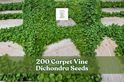 200 Carpet Vine Dichondra Seeds for Ground Cover, Spreading Plant, Dichondra spp. Outdoor Garden, Landscape, Borders