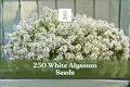 White Alyssum Seeds – Lobularia maritima, Ground Cover, Edging, Container Planting, 250 Seeds