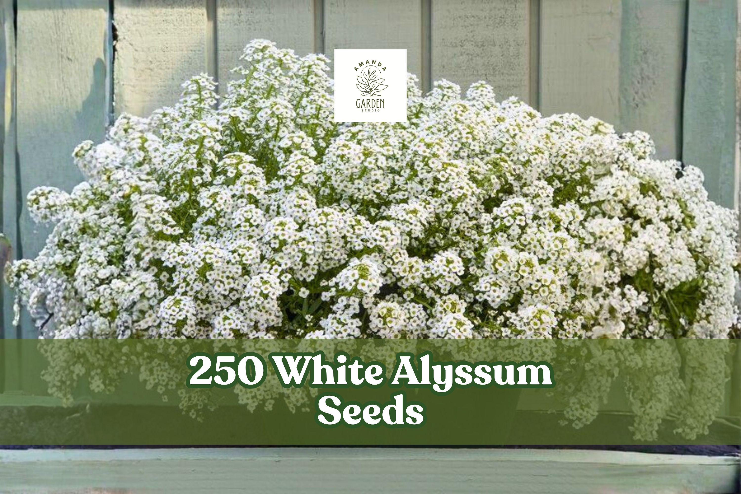 White Alyssum Seeds – Lobularia maritima, Ground Cover, Edging, Container Planting, 250 Seeds