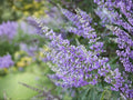 Vitex Agnus-Castus Seeds – Chaste Tree, Medicinal Herb, Purple-Blue Flowers, Pollinator Garden, 10 Seeds