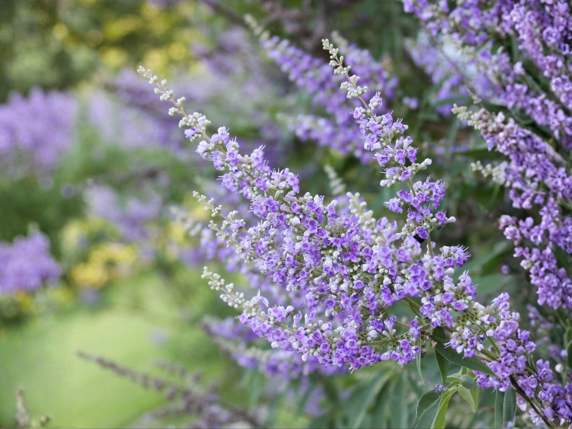 Vitex Agnus-Castus Seeds – Chaste Tree, Medicinal Herb, Purple-Blue Flowers, Pollinator Garden, 10 Seeds