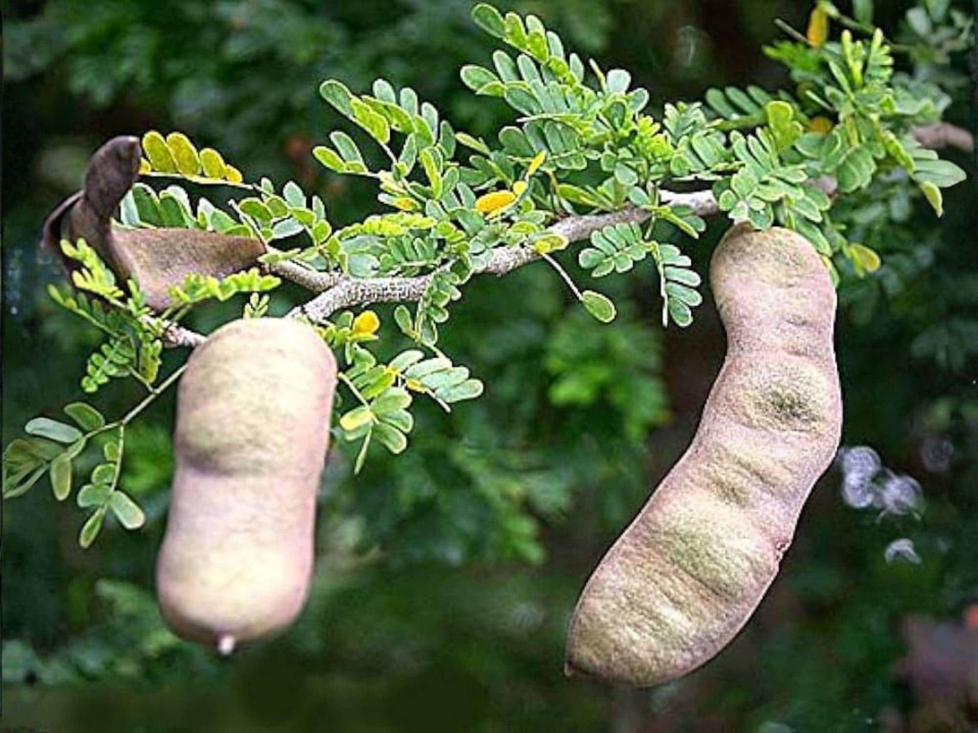 Texas Ebony Tree Seeds – Pithecellobium flexicaule, Native Evergreen, Drought Tolerant, Ornamental & Shade Plant