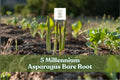 5 Millennium Asparagus Bare Root Crowns - Vegetable Plant, Asparagus officinalis, Outdoor Garden, Full Sun, Perennial