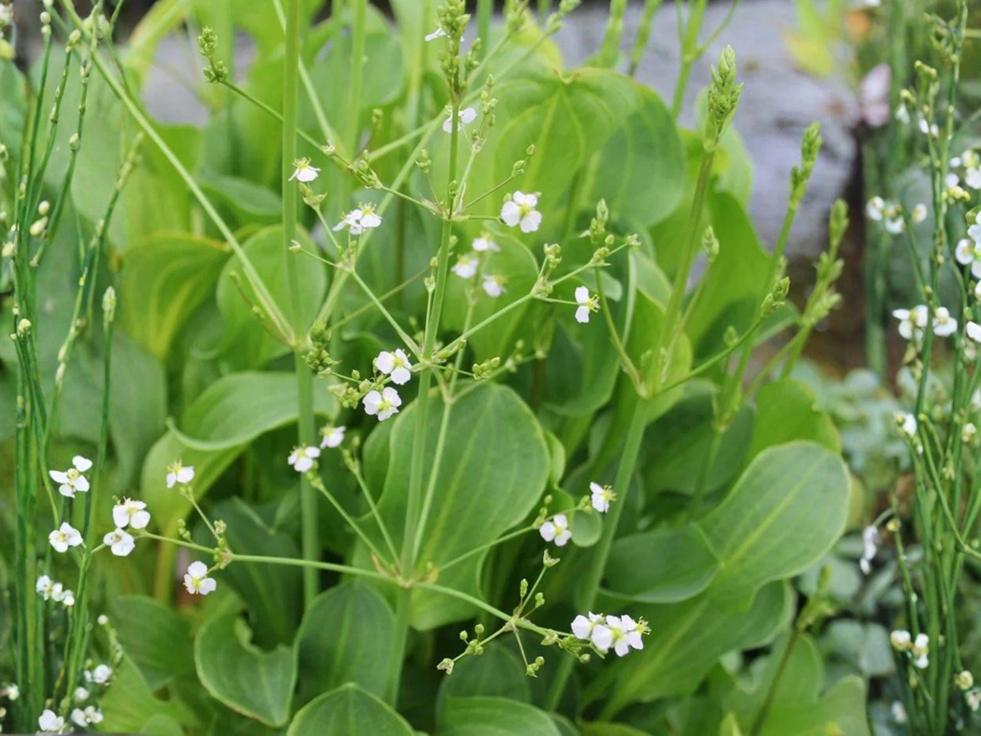 Alisma Subcordatum Seeds – Aquatic Pond Plant – Wetland Native Flower Seeds – Mud Plantain – 500 Seeds