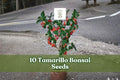 10 Tamarillo Bonsai Seeds - Cyphomandra betacea Ornamental Tree for Bonsai, Container, Garden Planting