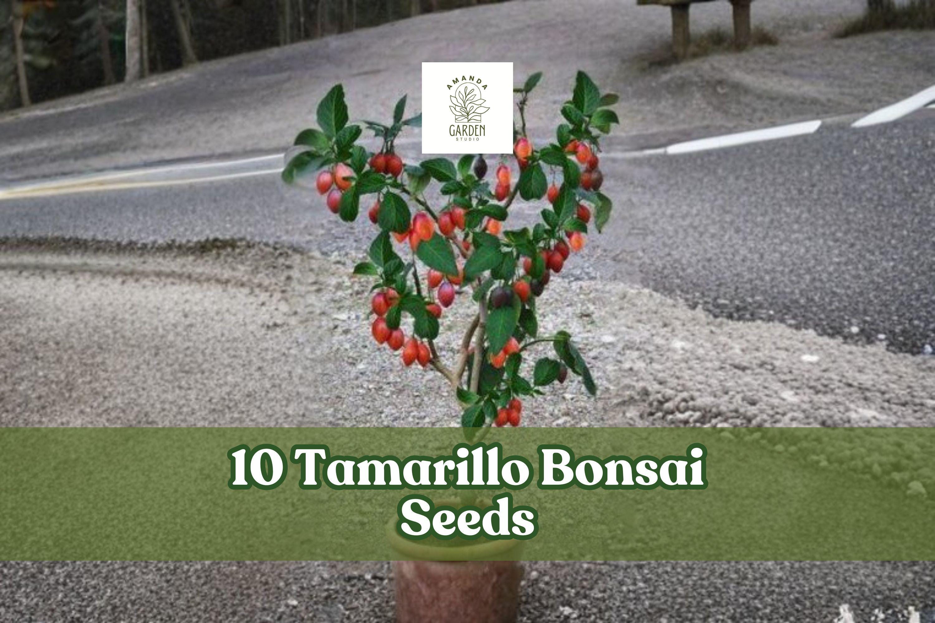 10 Tamarillo Bonsai Seeds - Cyphomandra betacea Ornamental Tree for Bonsai, Container, Garden Planting