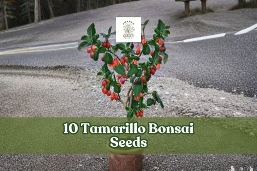10 Tamarillo Bonsai Seeds - Cyphomandra betacea Ornamental Tree for Bonsai, Container, Garden Planting