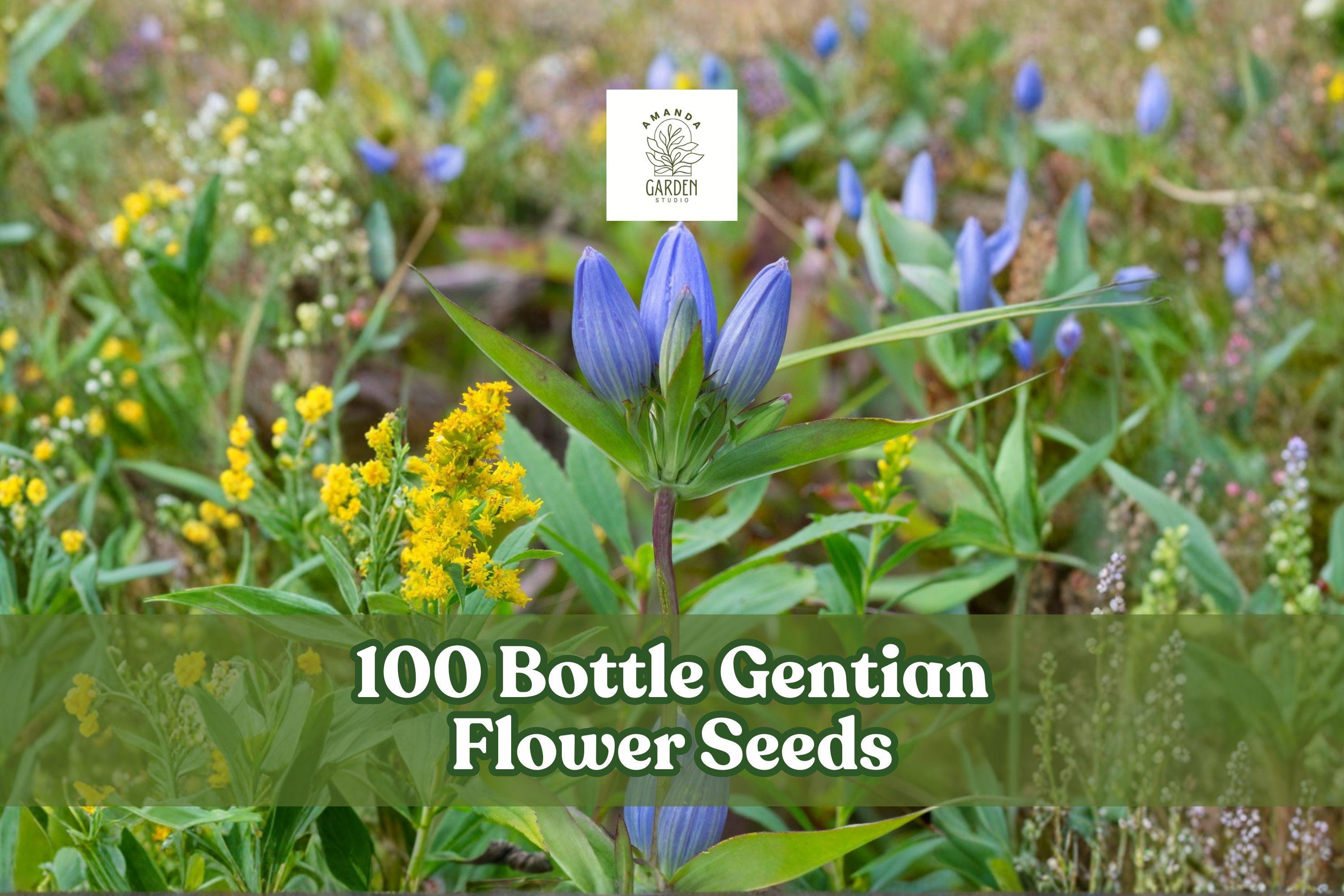 100 Bottle Gentian Flower Seeds – Native Perennial, Blue, Gentiana andrewsii, Wildflower for Meadow & Pollinator Gardens