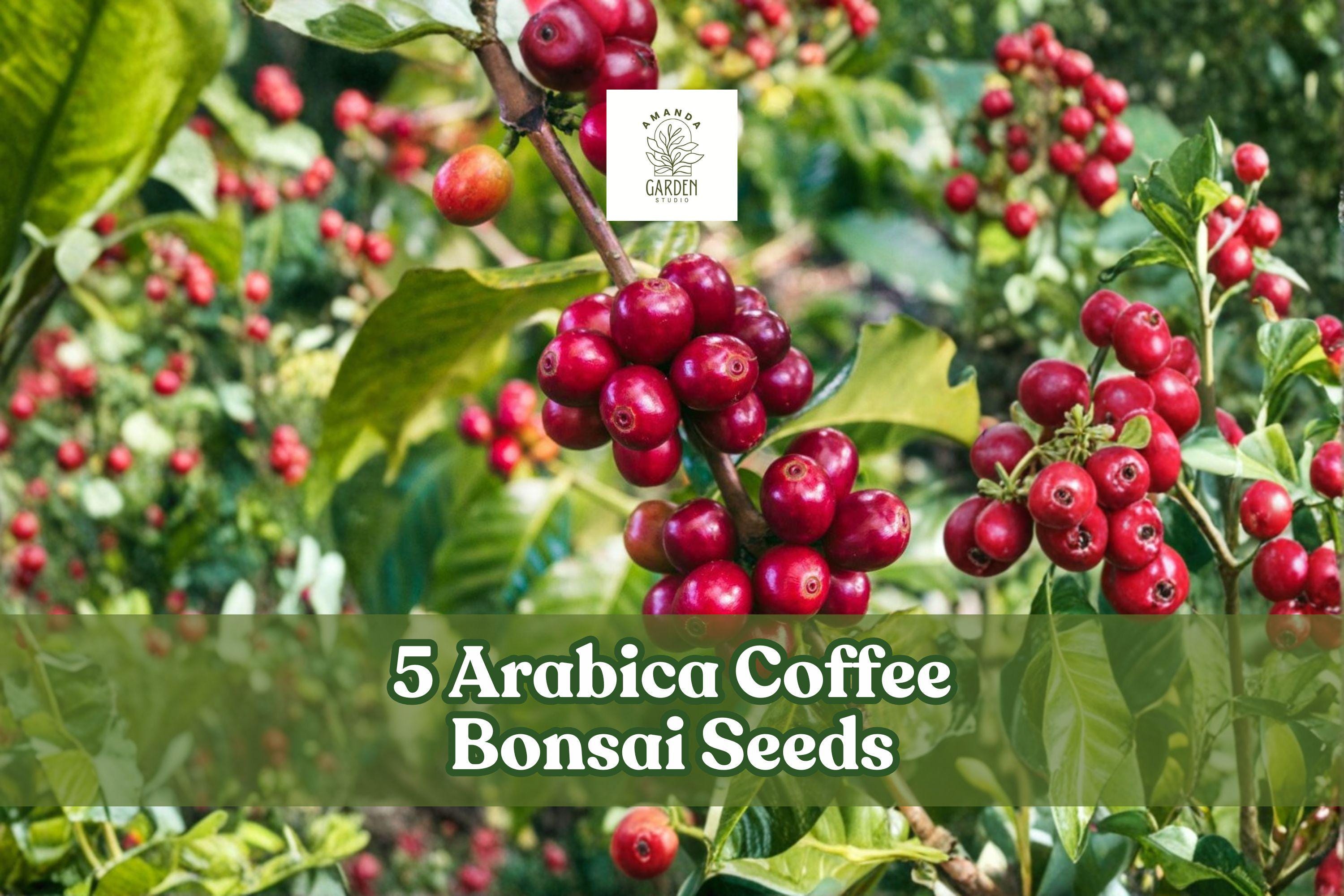Arabica Coffee Bonsai Seeds – Ornamental Evergreen Plant for Bonsai, Container, Indoor Growing – Coffea arabica