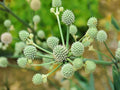 Eryngium yuccifolium Seeds – Rattlesnake Master Flower – Native Prairie Wildflower – Pollinator Friendly – 100 Seeds