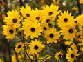 Helianthus angustifolius Seeds – Swamp Sunflower Native Pollinator Plant for Wetland Gardens – 100 Seeds