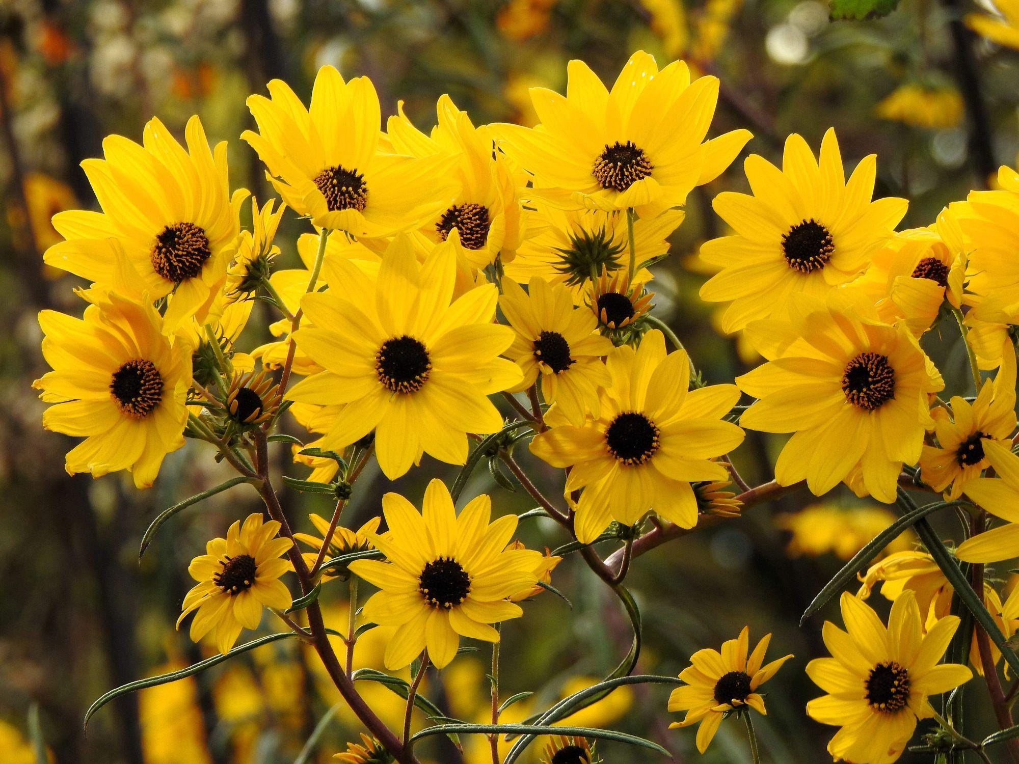 Helianthus angustifolius Seeds – Swamp Sunflower Native Pollinator Plant for Wetland Gardens – 100 Seeds