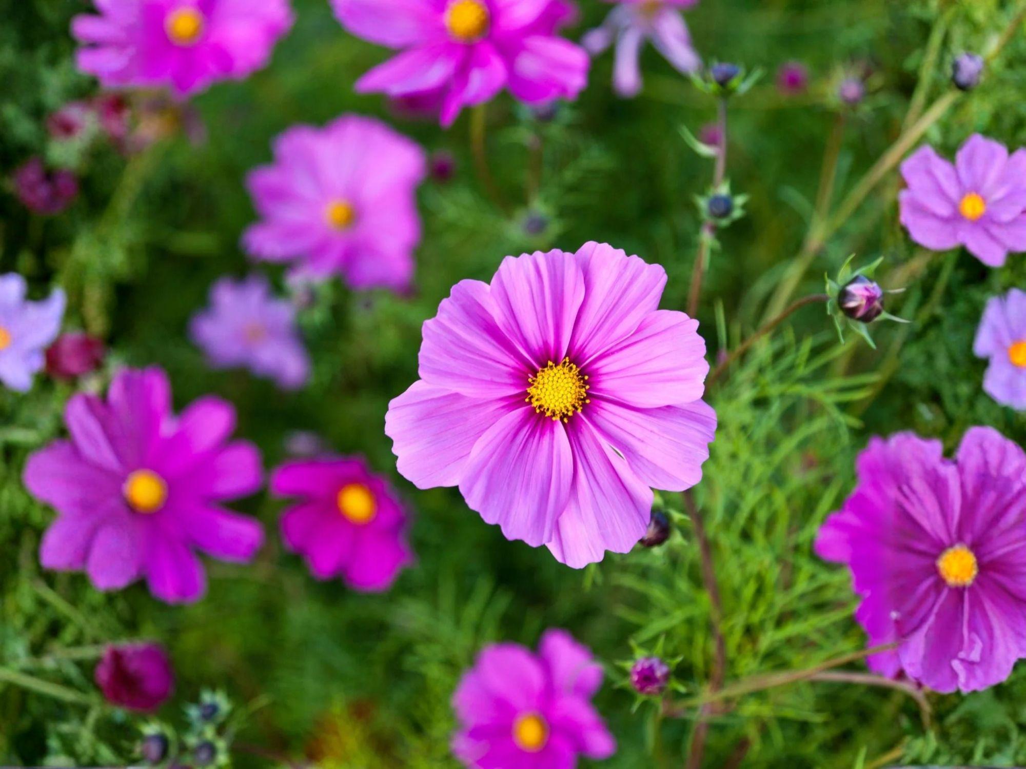 Cosmos Gloria Seeds – Bright Pink Annual Flower, Pollinator Friendly, 100 Seeds – Cosmos bipinnatus for Gardens, Borders & Cut Flowers