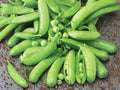 Sugar Snap Pea Seeds – Edible Pod, Sweet Garden Vegetable, Vigna radiata, 50 Non-GMO Seeds