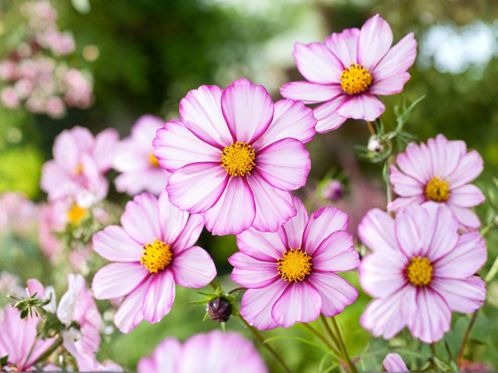 Cosmos Picotee Seeds – Pink & White Flower, Pollinator Friendly, Annual Garden Seeds, Cosmos bipinnatus, 100 Seeds