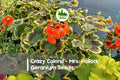 Mrs. Pollock Geranium Seeds – 25+ Tri-Color Variegated Foliage & Bright Summer Blooms Pelargonium