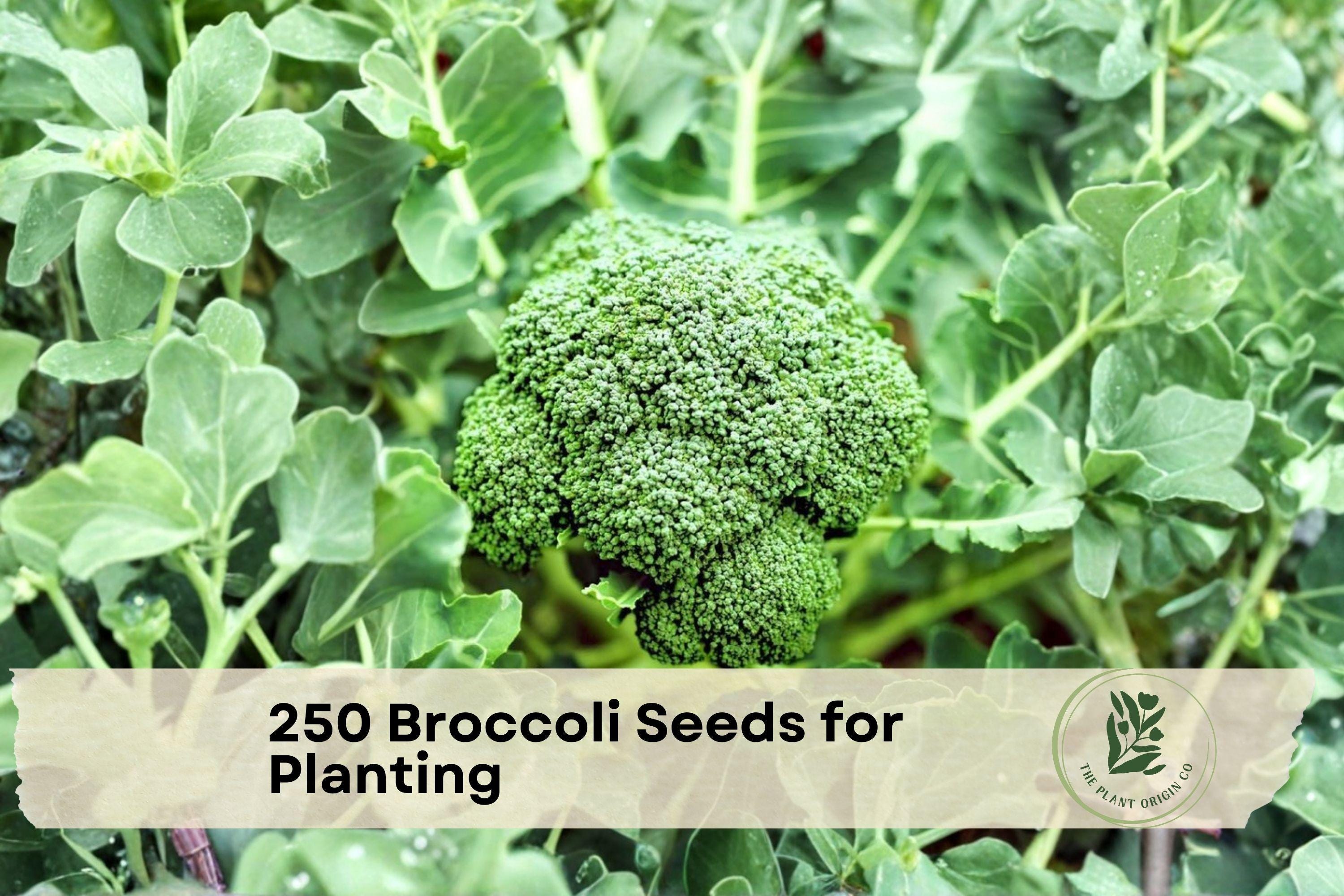 250 Broccoli Seeds for Planting, Non-GMO Brassica oleracea, Cool-Season Vegetable, Home Garden, Container & Raised Bed Gardening