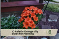 10 Asiatic Orange Lily Bulbs for Planting - Vibrant Garden Flowers, Perennial, Lilium Asiatic Hybrid