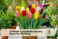 Mixed Tulip Bulbs Variety Pack – Pre-Chilled Flowering Bulbs for Garden & Indoor Forcing, Tulipa