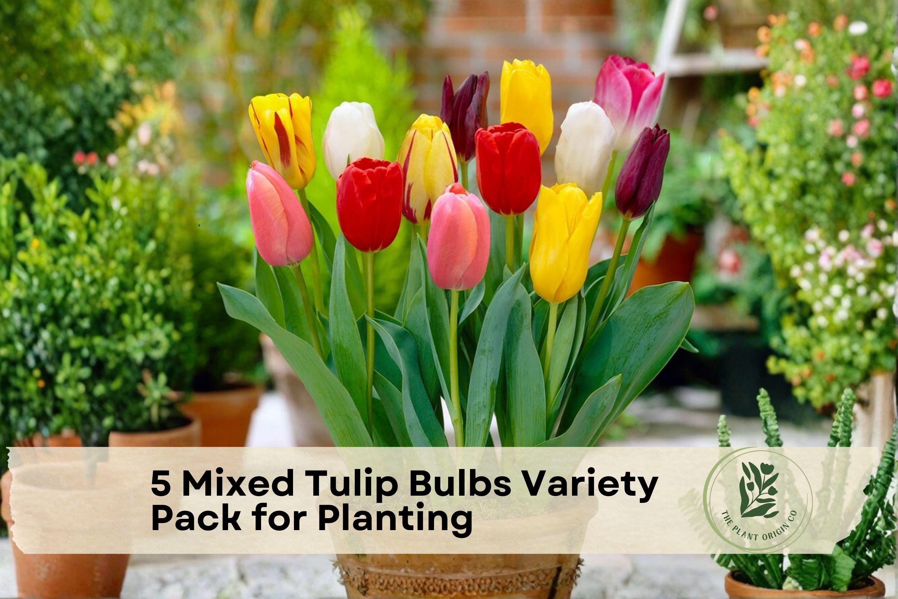 Mixed Tulip Bulbs Variety Pack – Pre-Chilled Flowering Bulbs for Garden & Indoor Forcing, Tulipa
