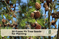 30 Fraser Fir Tree Seeds for Planting, Evergreen Conifer, Abies fraseri, Dense Green Needles, Landscaping, Reforestation