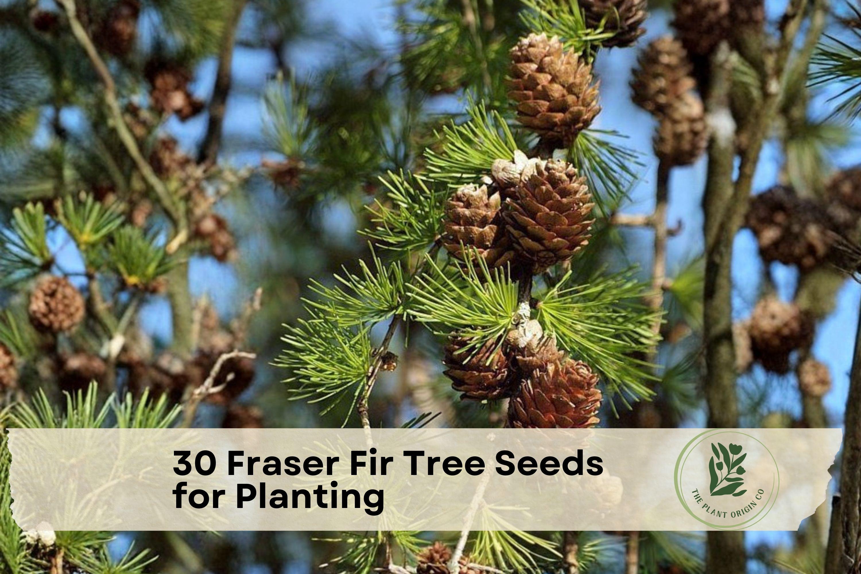 30 Fraser Fir Tree Seeds for Planting, Evergreen Conifer, Abies fraseri, Dense Green Needles, Landscaping, Reforestation