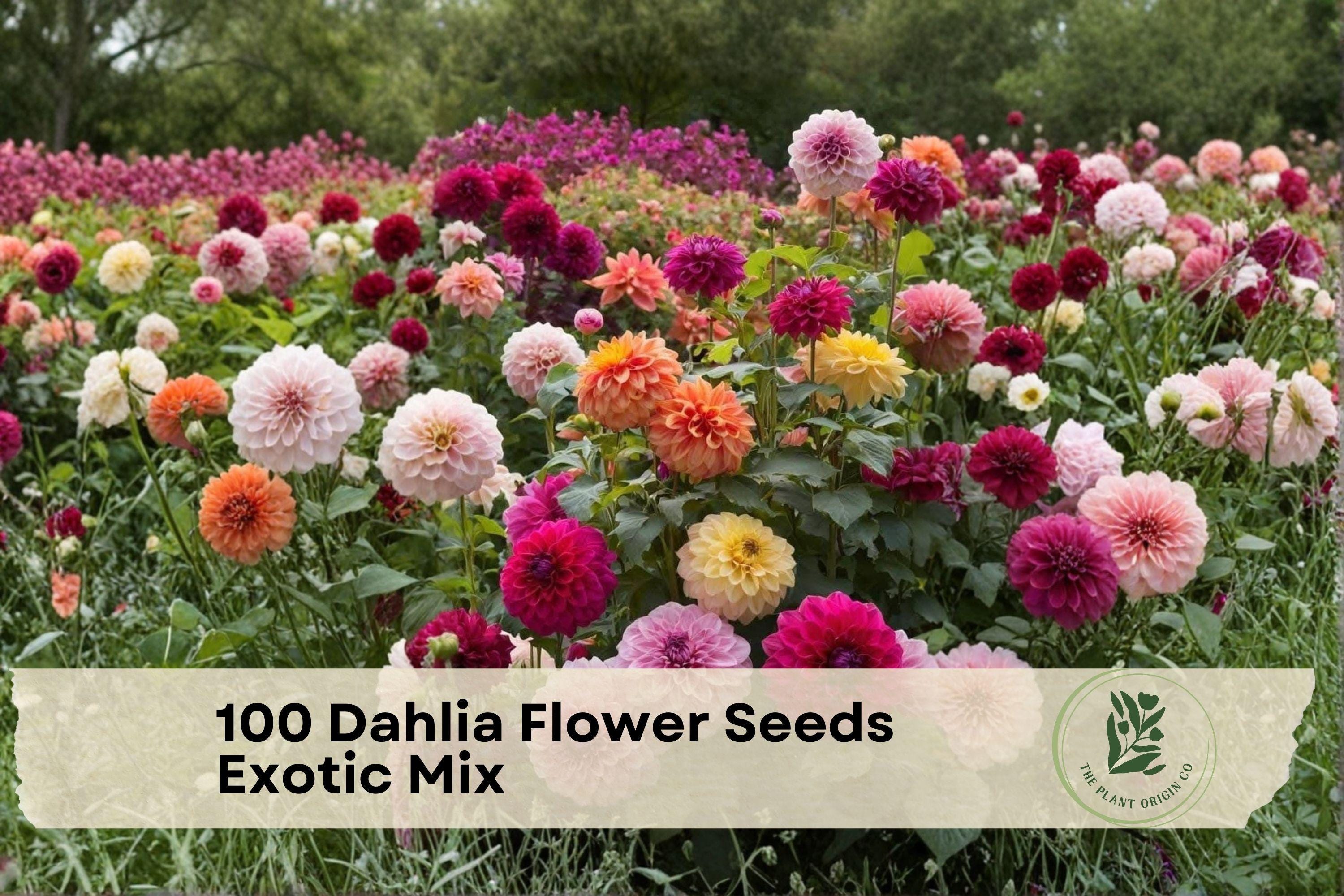 100 Dahlia Flower Seeds Exotic Mix | Colorful Garden Blooms | Dahlia pinnata Seeds for Borders & Cut Flowers