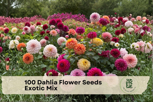 100 Dahlia Flower Seeds Exotic Mix | Colorful Garden Blooms | Dahlia pinnata Seeds for Borders & Cut Flowers