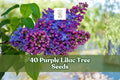 40 Purple Lilac Tree Seeds for Planting - Syringa vulgaris, Ornamental Shrub, Flowering Plant, Purple Blooms, Landscape & Bonsai