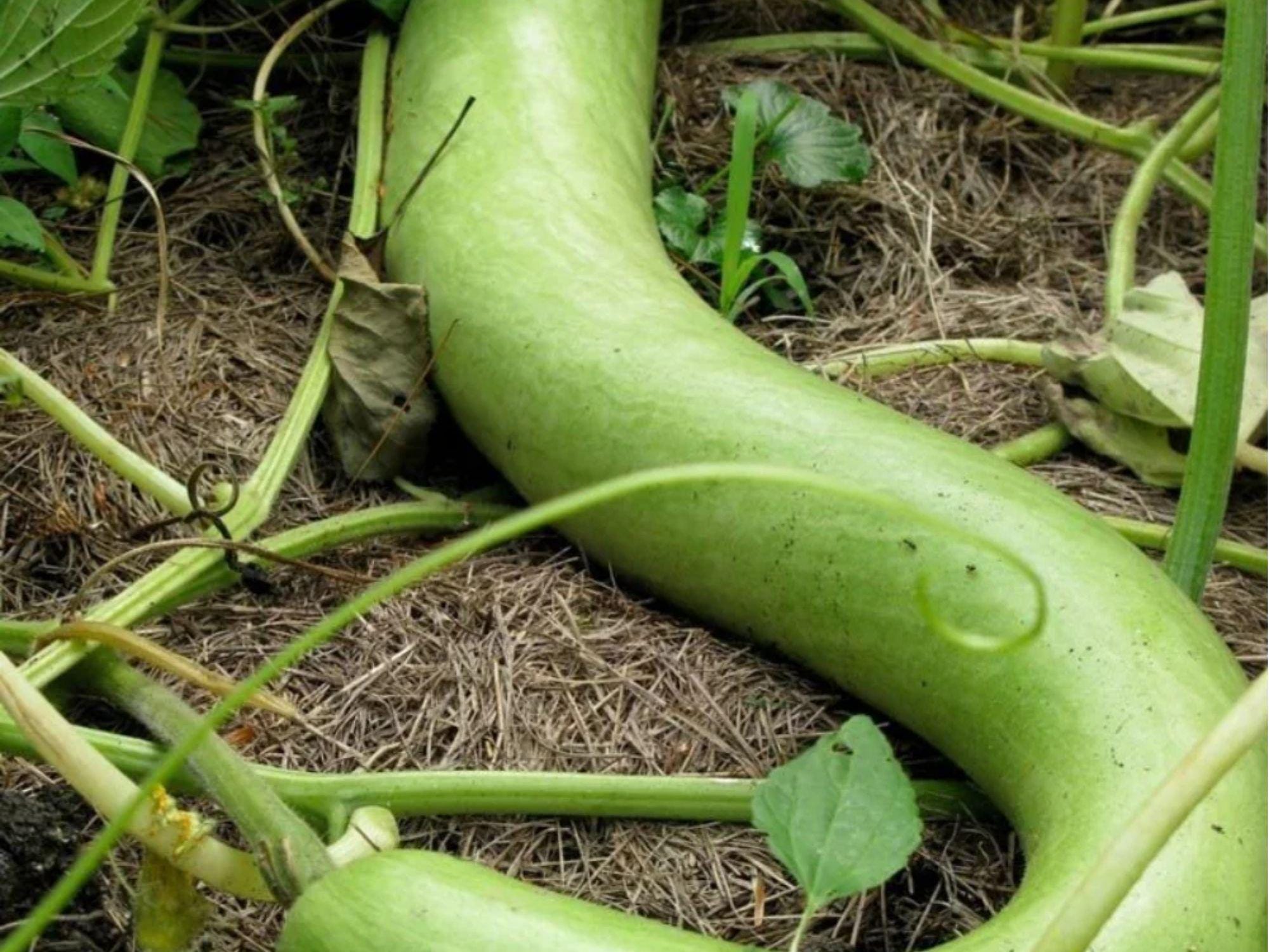 Cucuzzi Edible Gourd Seeds – Italian Heirloom, Long Light Green Vegetable, Summer Squash, Lagenaria Siceraria