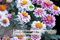 100+ Zahara Double Raspberry Ripple Zinnia Seeds – Compact, Double Blooms, Raspberry Pink & White, Zinnia marylandica