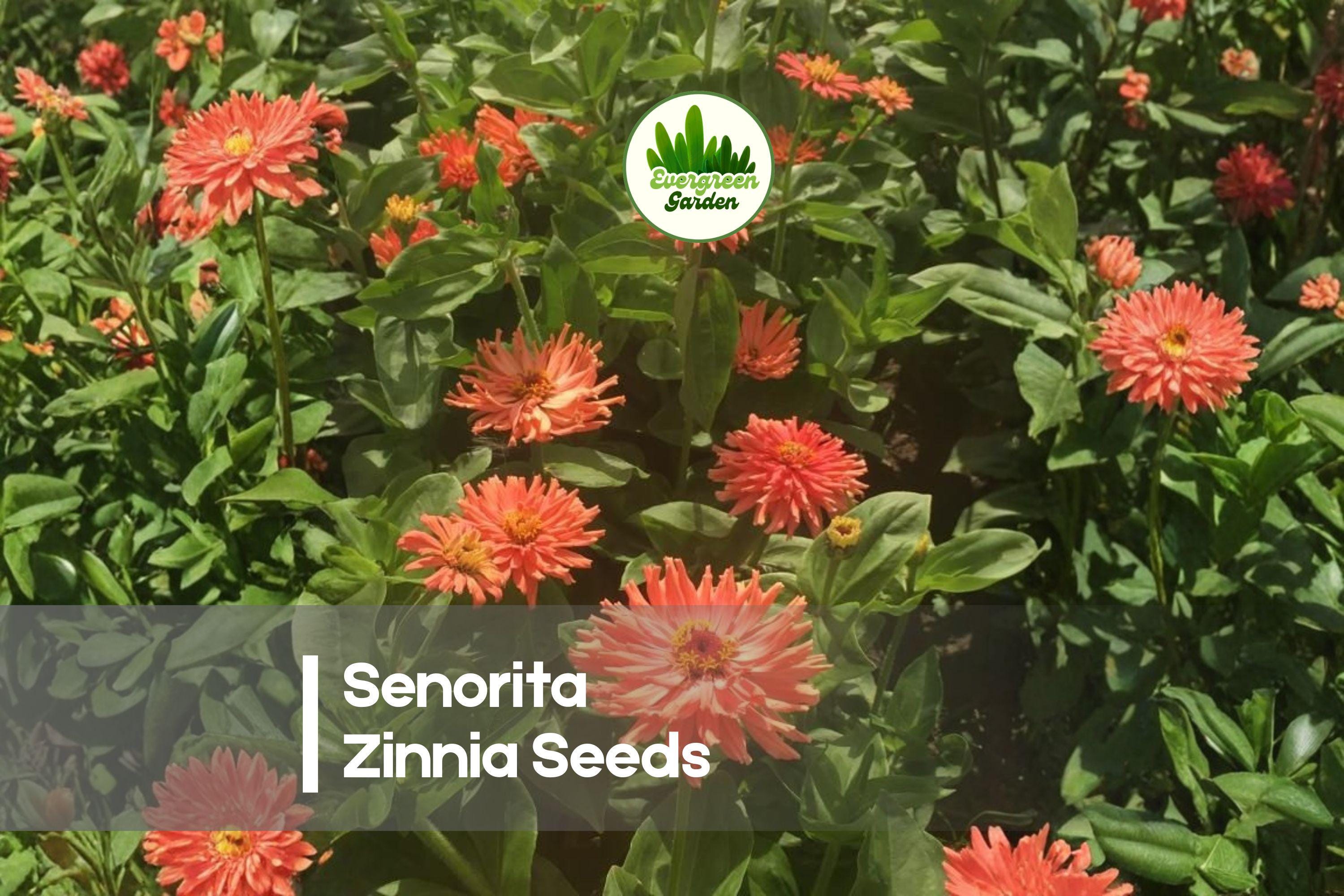 100+ Senorita Zinnia Seeds - Pink, Rose & Coral Blooms, Annual Flower, Zinnia elegans, Easy to Grow, Sun-Loving Garden Seeds