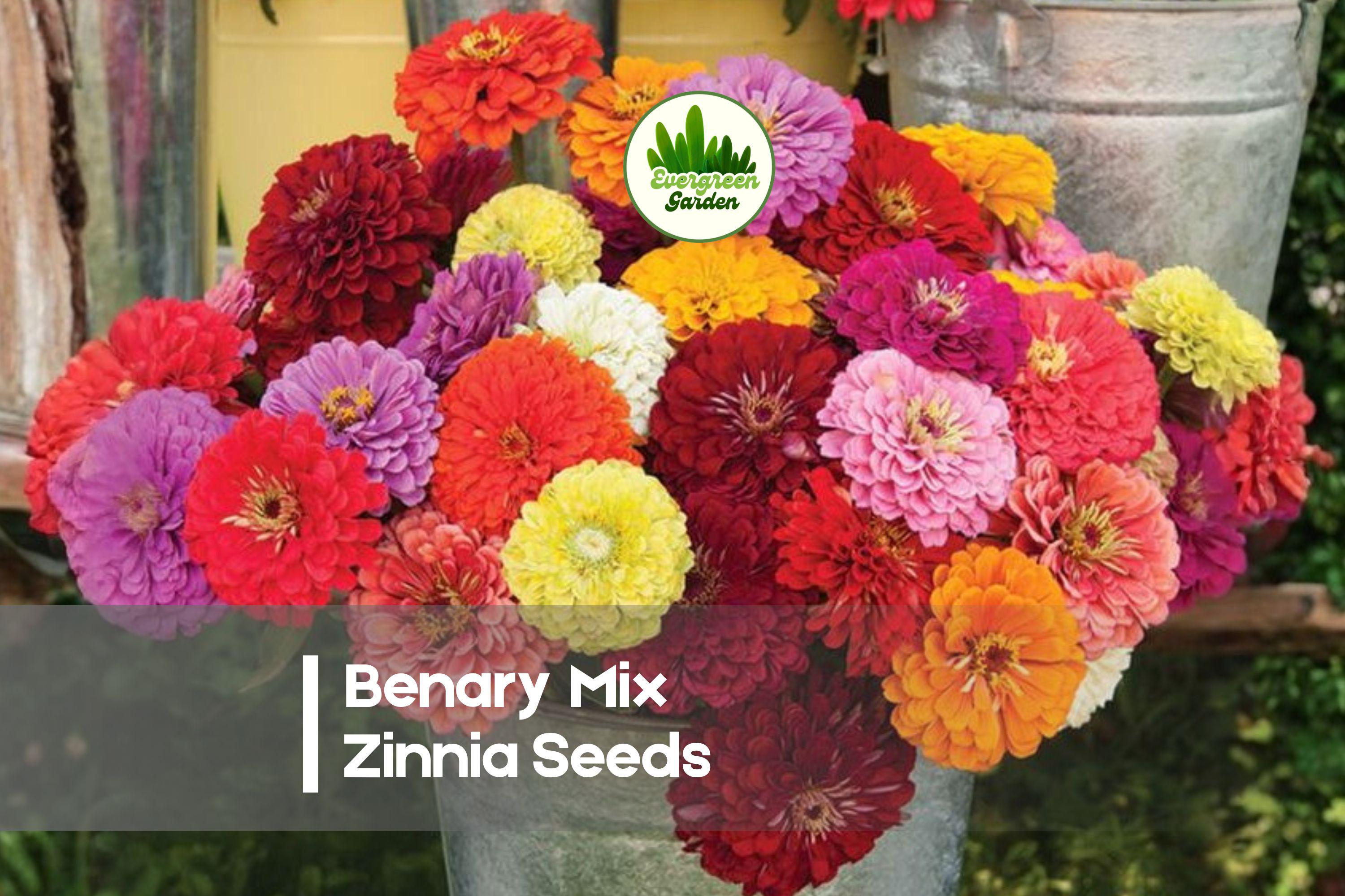 100+ Benary Mix Zinnia Seeds - Vibrant Fully Double Blooms, Zinnia elegans, Flowering Annual for Gardens & Cut Flowers