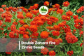 100+ Double Zahara Fire Zinnia Seeds – Bright Red-Orange Blooms, Heat Tolerant, Disease-Resistant, Compact Annual for Gardens & Containers