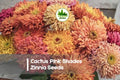 Cactus Pink Shades Zinnia Seeds – Vibrant Pink, Rose & Magenta Flowering Annual, Zinnia elegans for Garden & Cut Flowers