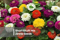 100+ Short Stuff Mix Zinnia Seeds – Compact Dwarf Zinnia elegans for Borders, Containers & Pollinator Gardens