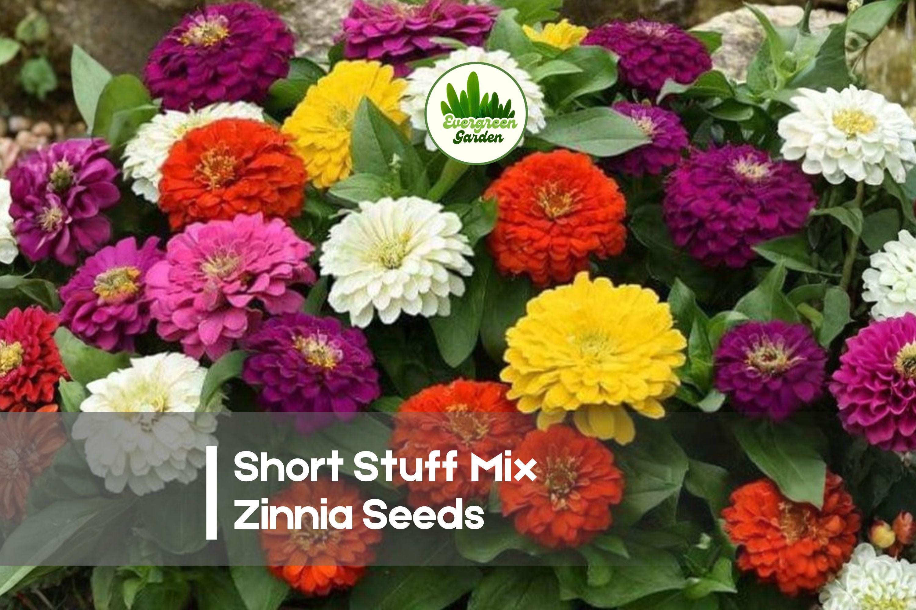 100+ Short Stuff Mix Zinnia Seeds – Compact Dwarf Zinnia elegans for Borders, Containers & Pollinator Gardens