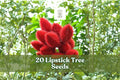20 Lipstick Tree Seeds Bixa orellana Ornamental Tropical Tree for Garden & Container Planting