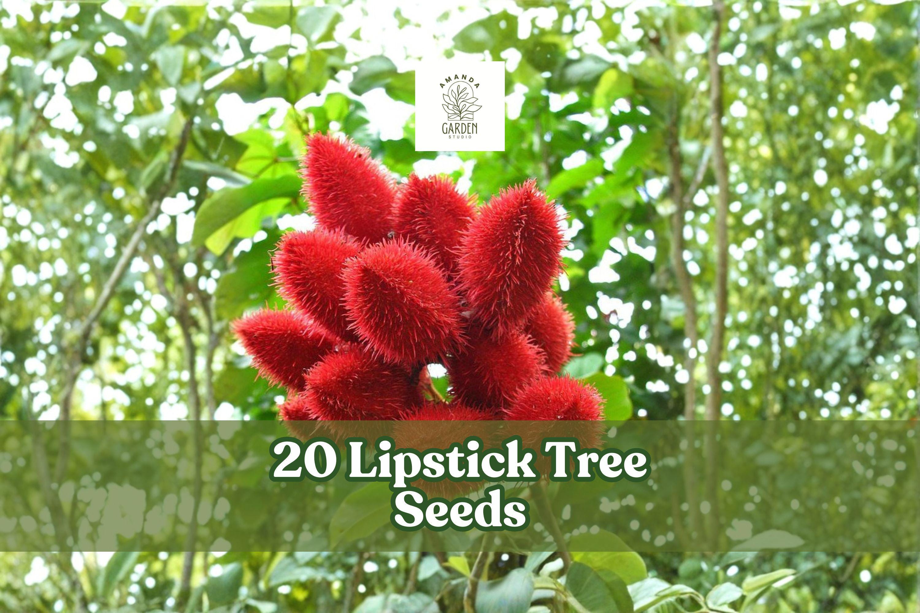 20 Lipstick Tree Seeds Bixa orellana Ornamental Tropical Tree for Garden & Container Planting